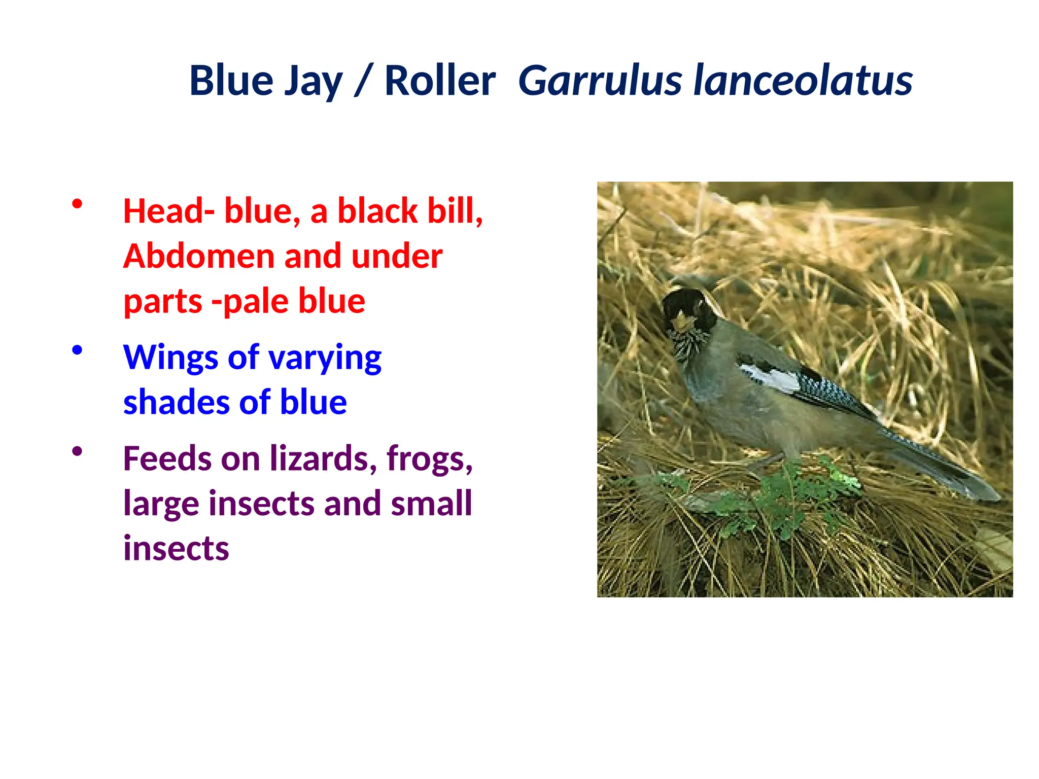 Blue Jay / Roller Garrulus lanceolatus
• Head- blue, a black bill,
Abdomen and under
parts -pale blue
• Wings of varying
shades of blue
• Feeds on lizards, frogs,
large insects and small
insects
 