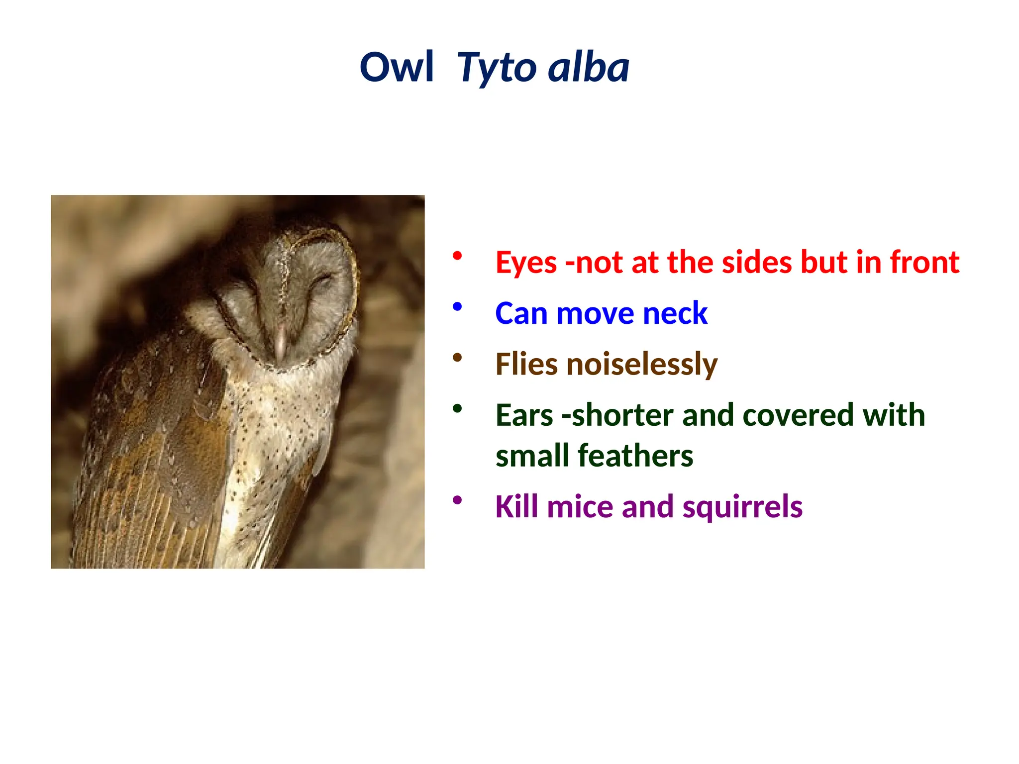 Owl Tyto alba
• Eyes -not at the sides but in front
• Can move neck
• Flies noiselessly
• Ears -shorter and covered with
small feathers
• Kill mice and squirrels
 