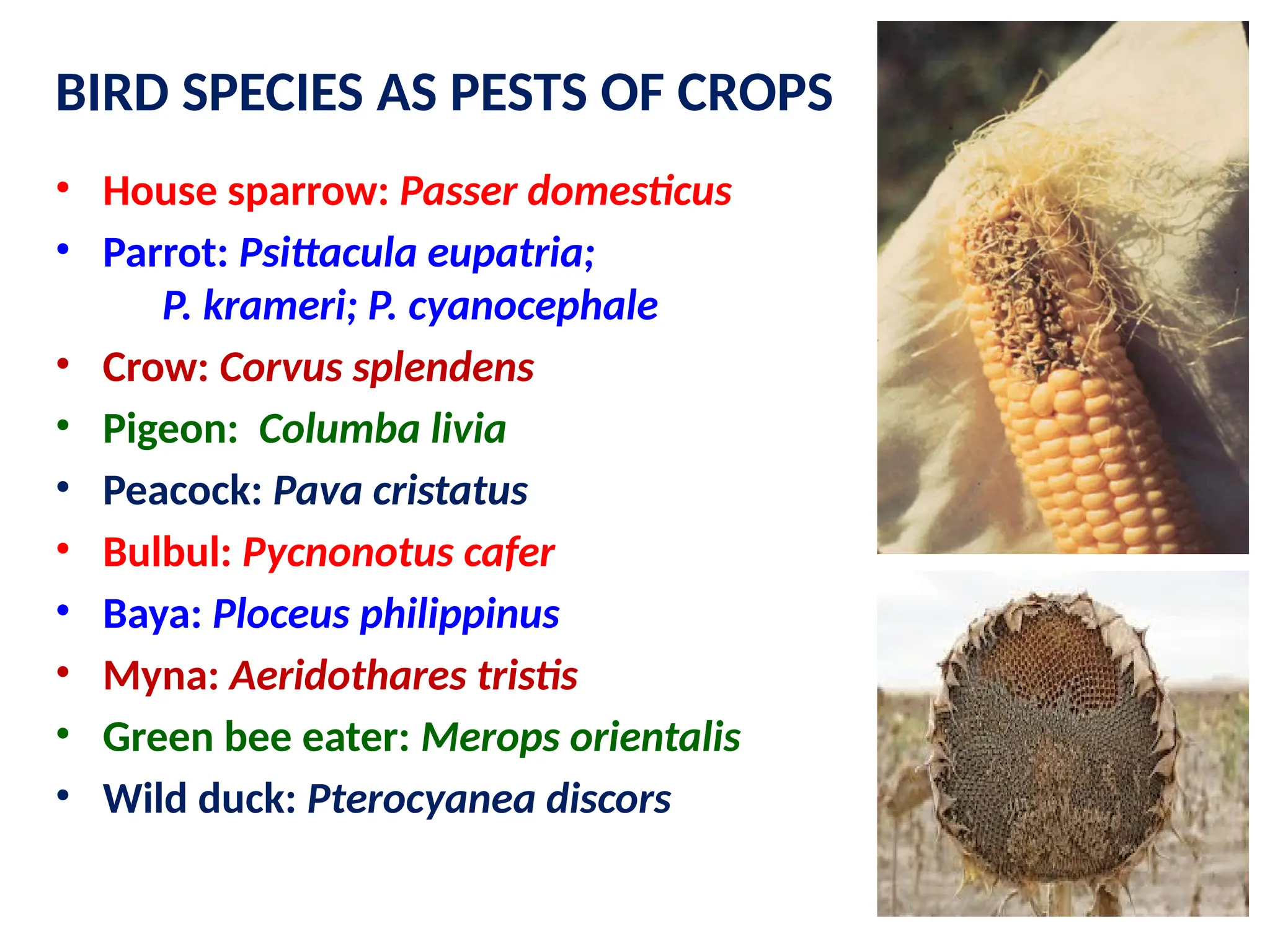 BIRD SPECIES AS PESTS OF CROPS
• House sparrow: Passer domesticus
• Parrot: Psittacula eupatria;
P. krameri; P. cyanocephale
• Crow: Corvus splendens
• Pigeon: Columba livia
• Peacock: Pava cristatus
• Bulbul: Pycnonotus cafer
• Baya: Ploceus philippinus
• Myna: Aeridothares tristis
• Green bee eater: Merops orientalis
• Wild duck: Pterocyanea discors
 
