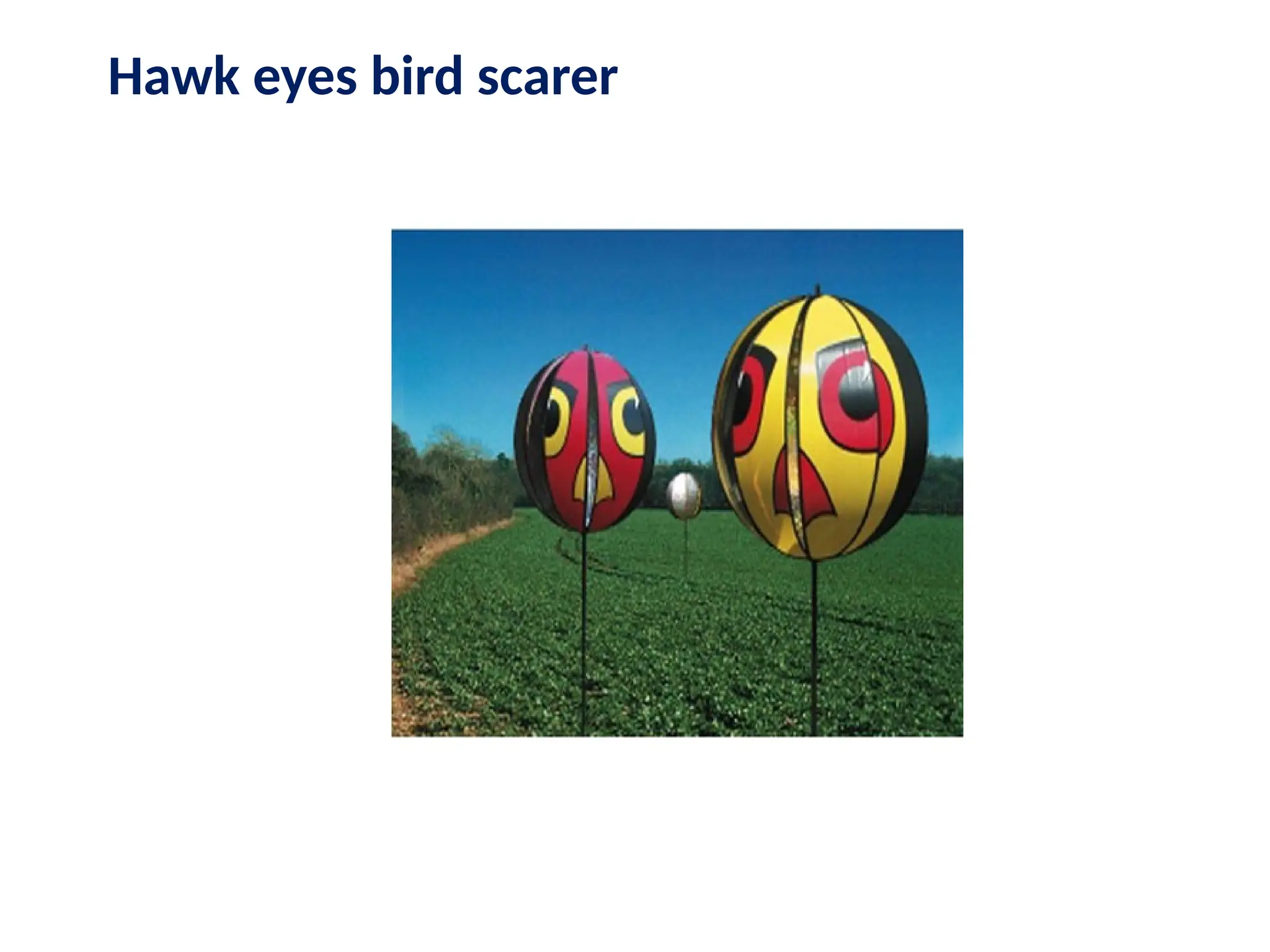 Hawk eyes bird scarer
 