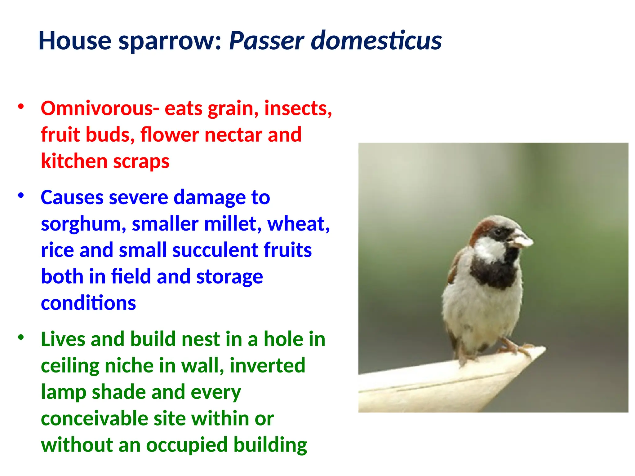 House sparrow: Passer domesticus
• Omnivorous- eats grain, insects,
fruit buds, flower nectar and
kitchen scraps
• Causes severe damage to
sorghum, smaller millet, wheat,
rice and small succulent fruits
both in field and storage
conditions
• Lives and build nest in a hole in
ceiling niche in wall, inverted
lamp shade and every
conceivable site within or
without an occupied building
 