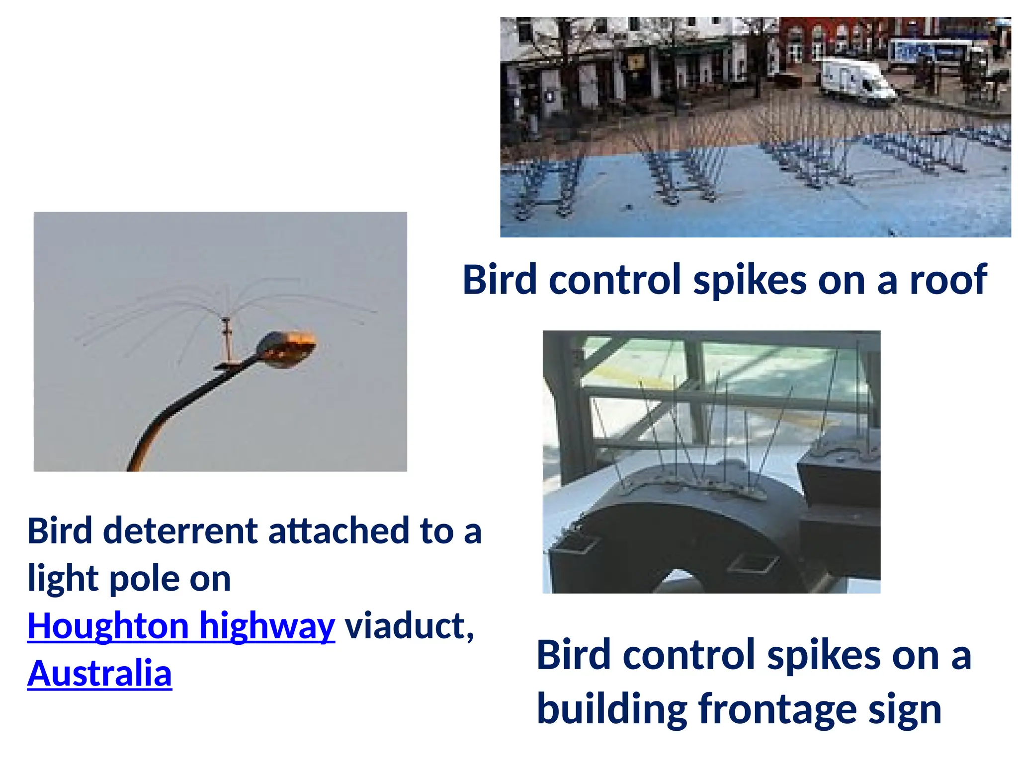 Bird control spikes on a
building frontage sign
Bird control spikes on a roof
Bird deterrent attached to a
light pole on
Houghton highway viaduct,
Australia
 