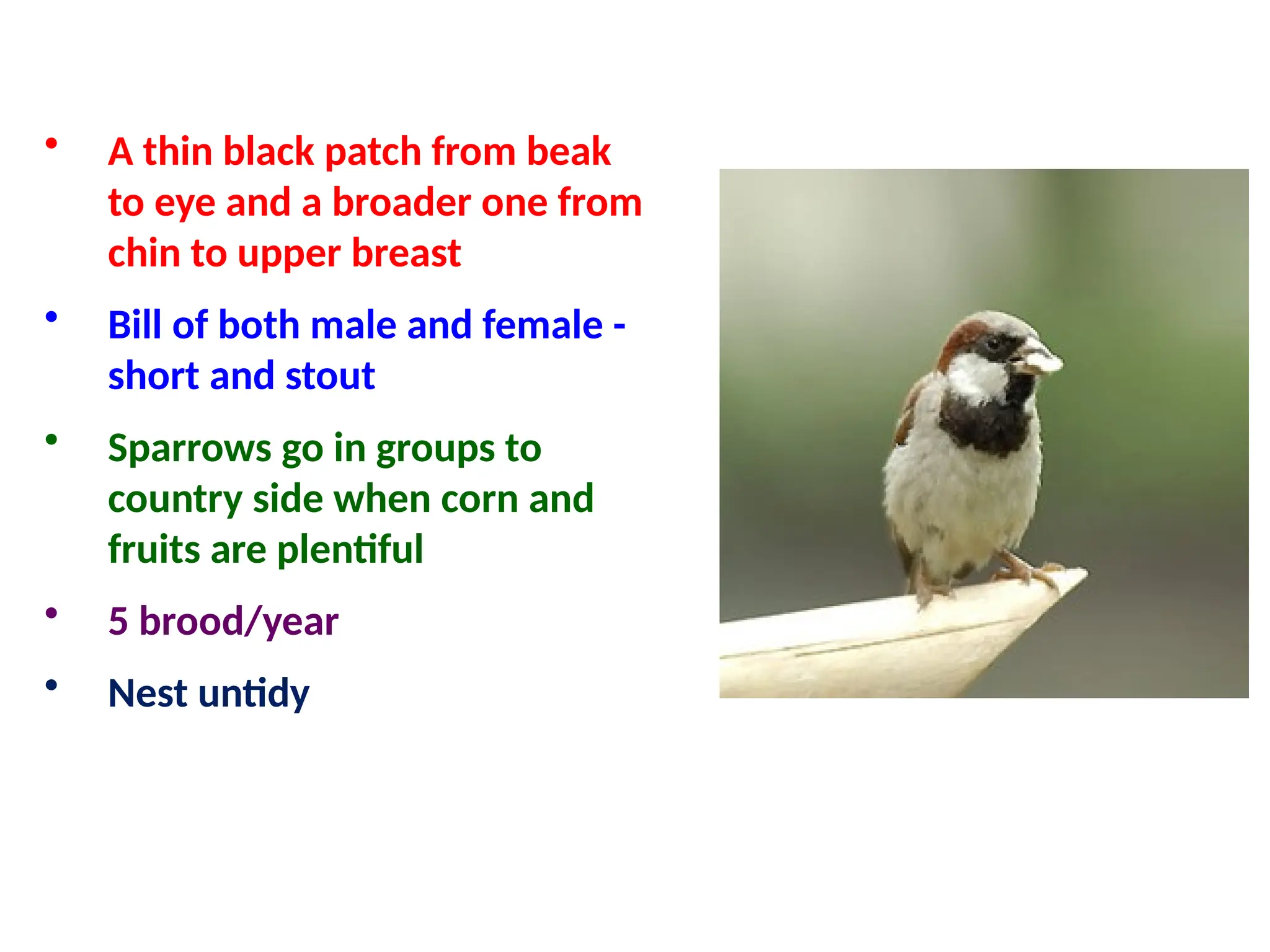 • A thin black patch from beak
to eye and a broader one from
chin to upper breast
• Bill of both male and female -
short and stout
• Sparrows go in groups to
country side when corn and
fruits are plentiful
• 5 brood/year
• Nest untidy
 
