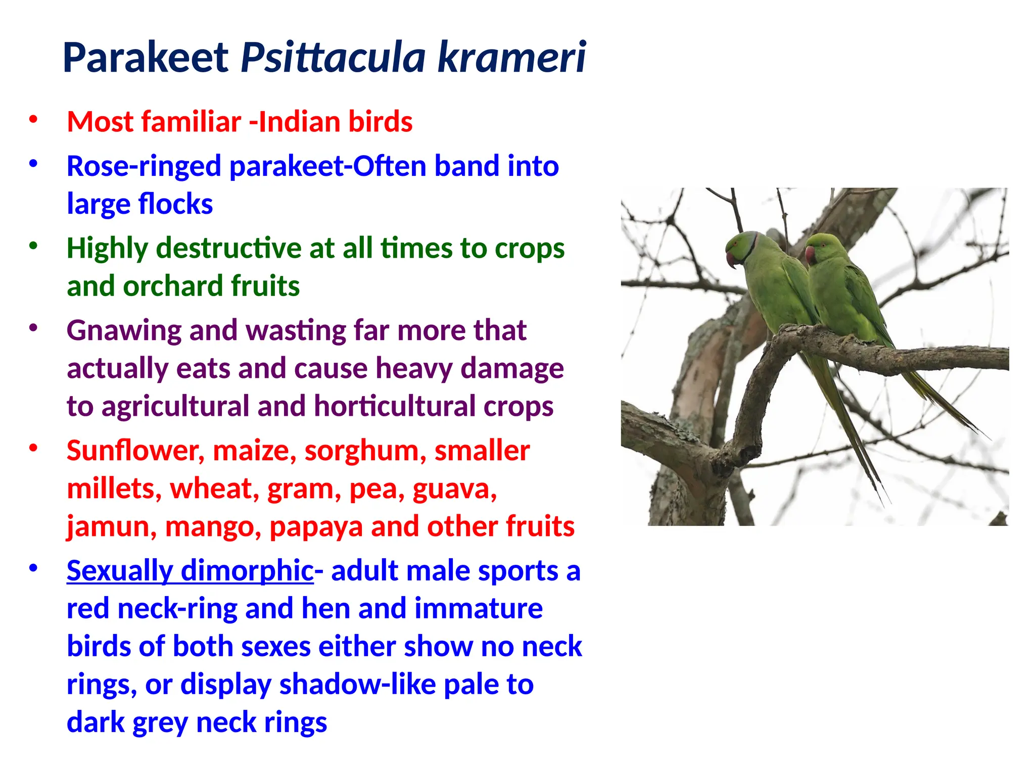 Parakeet Psittacula krameri
• Most familiar -Indian birds
• Rose-ringed parakeet-Often band into
large flocks
• Highly destructive at all times to crops
and orchard fruits
• Gnawing and wasting far more that
actually eats and cause heavy damage
to agricultural and horticultural crops
• Sunflower, maize, sorghum, smaller
millets, wheat, gram, pea, guava,
jamun, mango, papaya and other fruits
• Sexually dimorphic- adult male sports a
red neck-ring and hen and immature
birds of both sexes either show no neck
rings, or display shadow-like pale to
dark grey neck rings
 