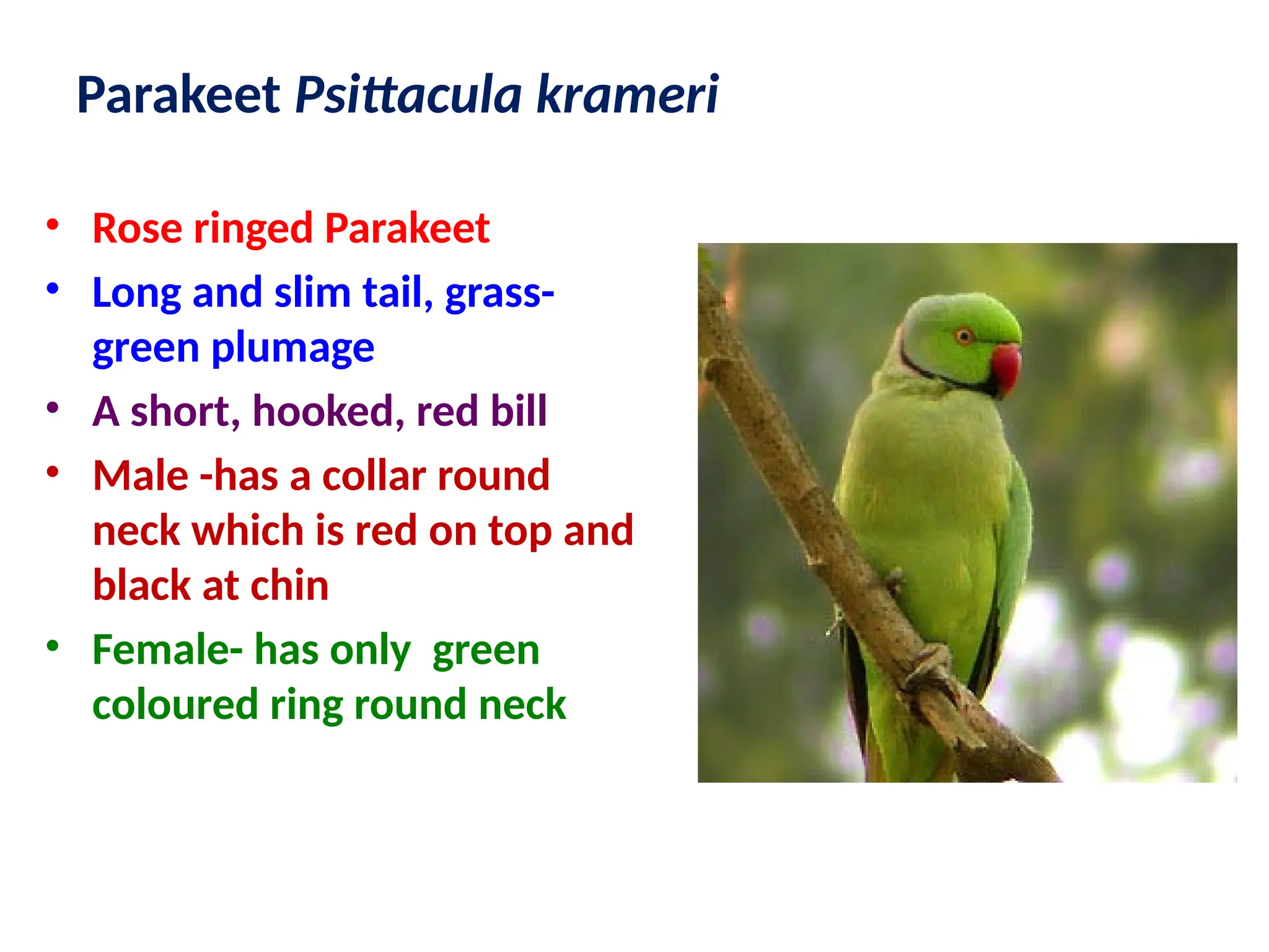 Parakeet Psittacula krameri
• Rose ringed Parakeet
• Long and slim tail, grass-
green plumage
• A short, hooked, red bill
• Male -has a collar round
neck which is red on top and
black at chin
• Female- has only green
coloured ring round neck
 