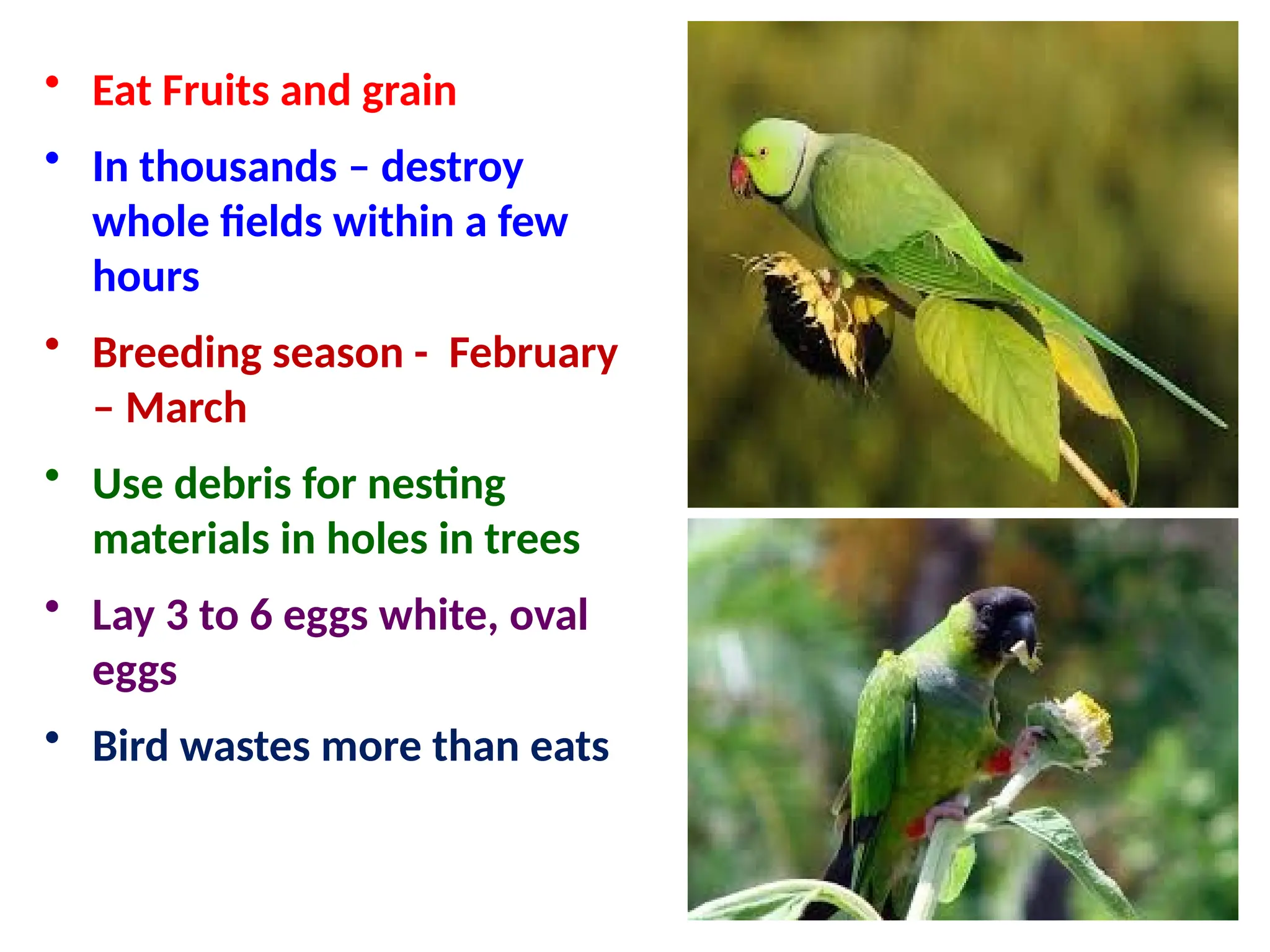 • Eat Fruits and grain
• In thousands – destroy
whole fields within a few
hours
• Breeding season - February
– March
• Use debris for nesting
materials in holes in trees
• Lay 3 to 6 eggs white, oval
eggs
• Bird wastes more than eats
 