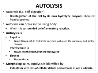 Lec.01B. Cell Injury and Death.pptx Cell Injury and Death | PPTX