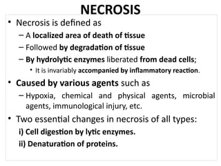 Lec.01B. Cell Injury and Death.pptx Cell Injury and Death | PPTX
