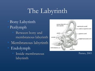 Endolymph Labyrinth LEC.16. Vestibular.ppt LEC.16. Vestibular.ppt