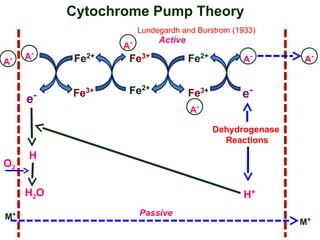 Mechanisms of Nutrient Uptake and Their Physiological Roles in Plants | PPT