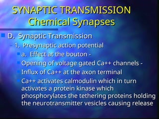 Comprehensive Overview of Synaptic Transmission in Physiology | PPT