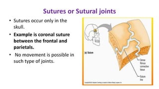 Sutures or Sutural joints
• Sutures occur only in the
skull.
• Example is coronal suture
between the frontal and
parietals.
• No movement is possible in
such type of joints.
 