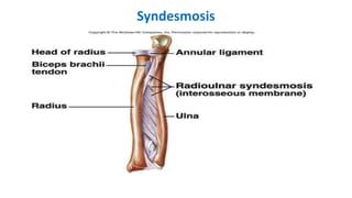 Syndesmosis
 