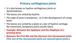 Primary cartilaginous joints
• It is also known as hyaline cartilaginous joints or
Synchondroses.
• The bones are united by hyaline.
• This type of joint is temporary , as in the development of a long
bone.
• The bones are united by a plate or a bar of hyaline cartilage.
No movement, temporary joints (ossify later),
• Example: Between the Epiphysis and the Diaphysis of a
growing bone.
• Between the First Rib and the Sternum (1st sternocostal joint)
(The rest of the sternocostal joints are synovial plane joints.)
 