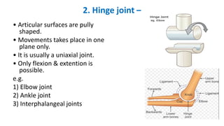 2. Hinge joint –
• Articular surfaces are pully
shaped.
• Movements takes place in one
plane only.
• It is usually a uniaxial joint.
• Only flexion & extention is
possible.
e.g.
1) Elbow joint
2) Ankle joint
3) Interphalangeal joints
 