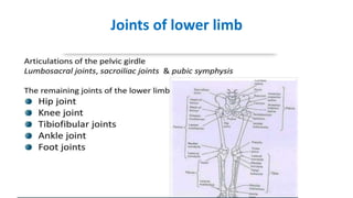 Joints of lower limb
 