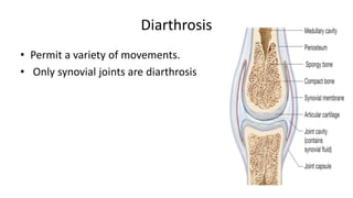 1.Fibrous or fixed joints or Immovable
• In this type, the articulating surfaces of bones are connected
by fibrous tissue....