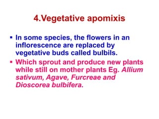 4.Vegetative apomixis
 In some species, the flowers in an
inflorescence are replaced by
vegetative buds called bulbils.
 Which sprout and produce new plants
while still on mother plants Eg. Allium
sativum, Agave, Furcreae and
Dioscorea bulbifera.
 