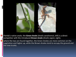 Florida's native anole, the Green Anole (Anolis carolinensis, left) is a direct
competitor with the introduced Brown Anole (Anolis sagrei, right).
where the two are found together, the Green Anoles are more common on the
vegetation and higher up, while the Brown Anoles tend to occupy the ground and
the tree trunks.
 