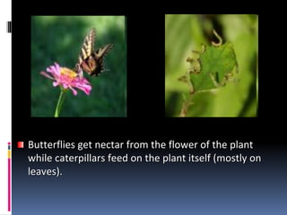 Butterflies get nectar from the flower of the plant
while caterpillars feed on the plant itself (mostly on
leaves).
 