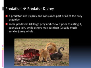 Predation  Predator & prey
a predator kills its prey and consumes part or all of the prey
organism
some predators kill large prey and chew it prior to eating it,
such as a lion, while others may eat their (usually much
smaller) prey whole .
 