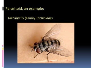 Parasitoid, an example:
Tachinid fly (Family Tachinidae)
 