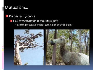 Mutualism…
Dispersal systems
Ex. Calvaria major in Mauritius (left)
– cannot propagate unless seeds eaten by dodo (right)
 