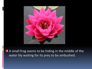 A small frog seems to be hiding in the middle of the
water lily waiting for its prey to be ambushed.
 