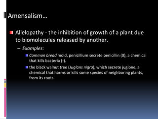 Amensalism…
Allelopathy - the inhibition of growth of a plant due
to biomolecules released by another.
– Examples:
Common bread mold, penicillium secrete penicillin (0), a chemical
that kills bacteria (-).
the black walnut tree (Juglans nigra), which secrete juglone, a
chemical that harms or kills some species of neighboring plants,
from its roots
 