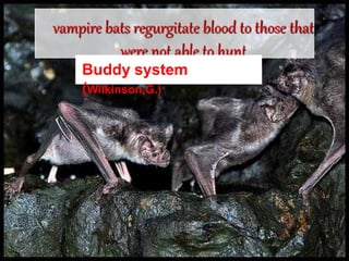 vampire bats regurgitate blood to those that
were not able to hunt
Buddy system
(Wilkinson,G.)
 