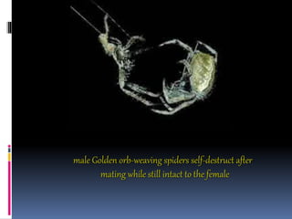 male Golden orb-weaving spiders self-destruct after
mating while still intact to the female
 