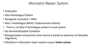 DNA Repair system