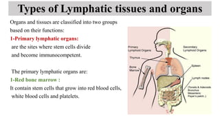 Lec-8-lymphatic-System.containing anatomy and physiology | PDF