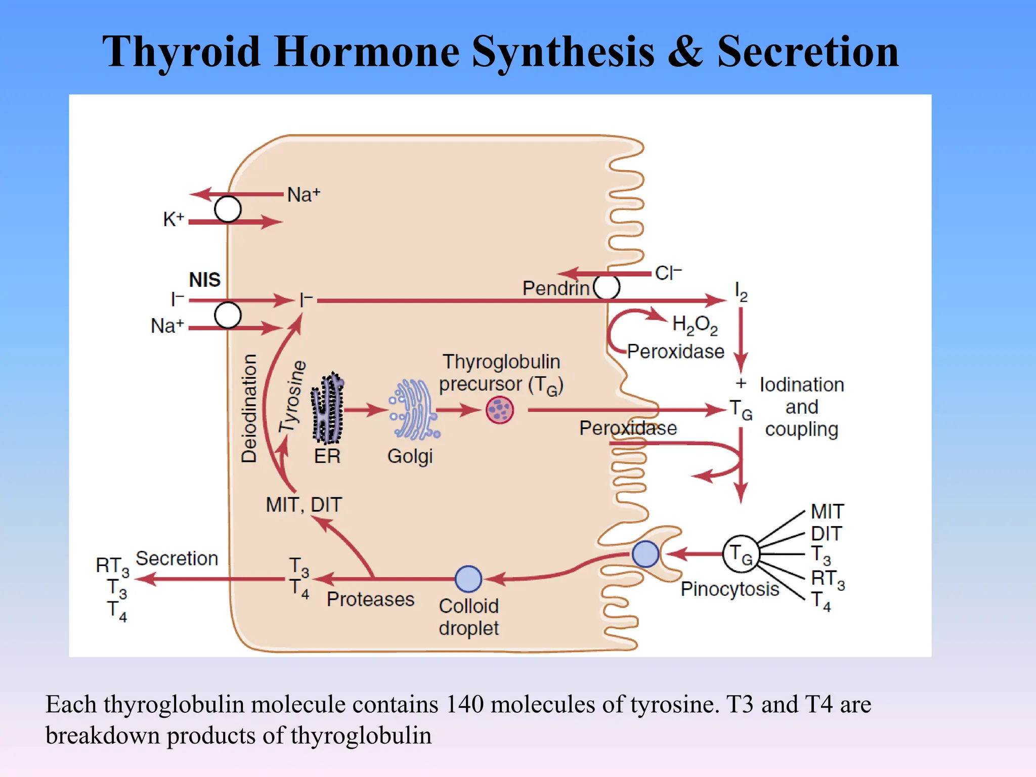 Lec 8 Thyroid Hormones And Its Usage1 pdf Lec 8 Thyroid Hormones And Its Usage1 pdf
