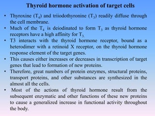 • Thyroxine (T4) and triiodothyronine (T3) readily diffuse through
the cell membrane.
• Much of the T4 is deiodinated to form T3 as thyroid hormone
receptors have a high affinity for T3.
• T3 interacts with the thyroid hormone receptor, bound as a
heterodimer with a retinoid X receptor, on the thyroid hormone
response element of the target genes.
• This causes either increases or decreases in transcription of target
genes that lead to formation of new proteins.
• Therefore, great numbers of protein enzymes, structural proteins,
transport proteins, and other substances are synthesized in the
almost all the cells.
• Most of the actions of thyroid hormone result from the
subsequent enzymatic and other functions of these new proteins
to cause a generalized increase in functional activity throughout
the body.
Thyroid hormone activation of target cells
 