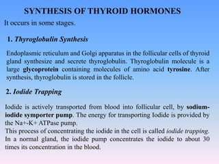 SYNTHESIS OF THYROID HORMONES
1. Thyroglobulin Synthesis
Endoplasmic reticulum and Golgi apparatus in the follicular cells of thyroid
gland synthesize and secrete thyroglobulin. Thyroglobulin molecule is a
large glycoprotein containing molecules of amino acid tyrosine. After
synthesis, thyroglobulin is stored in the follicle.
2. Iodide Trapping
Iodide is actively transported from blood into follicular cell, by sodium-
iodide symporter pump. The energy for transporting Iodide is provided by
the Na+-K+ ATPase pump.
This process of concentrating the iodide in the cell is called iodide trapping.
In a normal gland, the iodide pump concentrates the iodide to about 30
times its concentration in the blood.
It occurs in some stages.
 