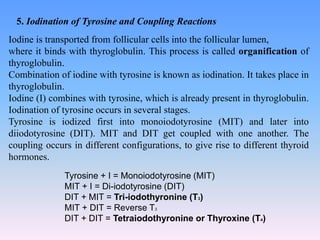 5. Iodination of Tyrosine and Coupling Reactions
Iodine is transported from follicular cells into the follicular lumen,
where it binds with thyroglobulin. This process is called organification of
thyroglobulin.
Combination of iodine with tyrosine is known as iodination. It takes place in
thyroglobulin.
Iodine (I) combines with tyrosine, which is already present in thyroglobulin.
Iodination of tyrosine occurs in several stages.
Tyrosine is iodized first into monoiodotyrosine (MIT) and later into
diiodotyrosine (DIT). MIT and DIT get coupled with one another. The
coupling occurs in different configurations, to give rise to different thyroid
hormones.
Tyrosine + I = Monoiodotyrosine (MIT)
MIT + I = Di-iodotyrosine (DIT)
DIT + MIT = Tri-iodothyronine (T3)
MIT + DIT = Reverse T3
DIT + DIT = Tetraiodothyronine or Thyroxine (T4)
 