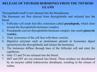 RELEASE OF THYROID HORMONES FROM THE THYROID
GLAND
Thyroglobulin itself is not released into the bloodstream.
The hormones are first cleaved from thyroglobulin and released into the
blood.
1. Follicular cell sends foot-like extensions called pseudopods, which close
around the thyroglobulin-hormone complex.
2. Pseudopods convert thyroglobulin-hormone complex into small pinocytic
vesicles.
3. Then, lysosomes of the cell fuse with these vesicles.
4. Digestive enzymes such as proteinases present in lysosomes digest
(proteolysis) the thyroglobulin and release the hormones.
5. The hormones diffuse through base of the follicular cell and enter the
capillaries.
6. Only T3 and T4 are released into the blood.
7. MIT and DIT are not released into blood. These residues are deiodinated
by an enzyme called iodotyrosine deiodinase, resulting in the release of
iodine.
 