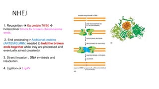 Translession DNA Synthesis
