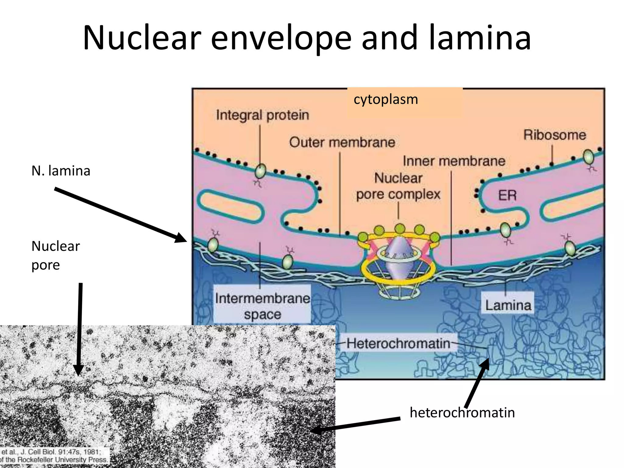 Nuclear envelope and lamina
Nuclear
pore
N. lamina
cytoplasm
heterochromatin
 