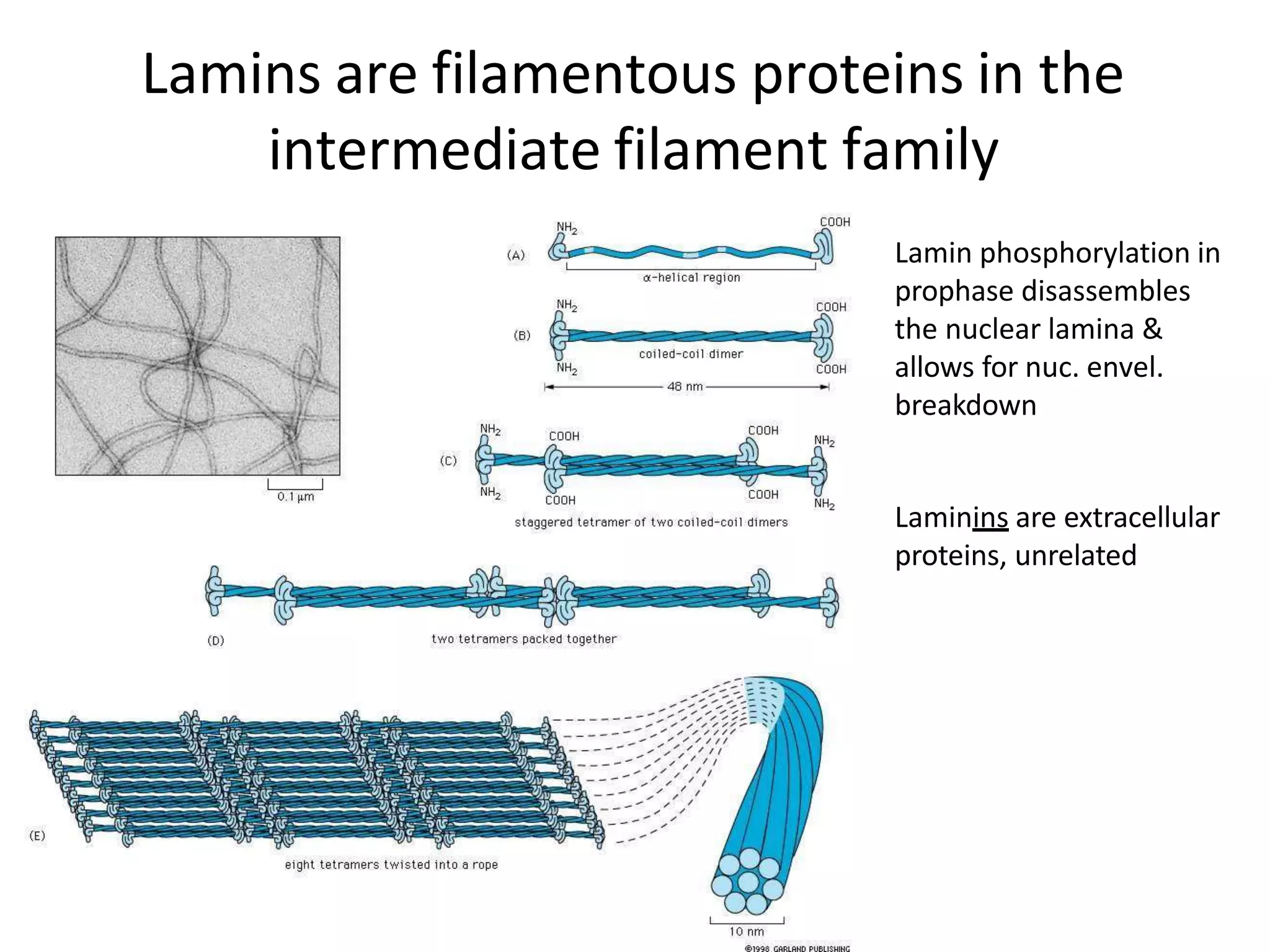 Lamins are filamentous proteins in the
intermediate filament family
Lamin phosphorylation in
prophase disassembles
the nuclear lamina &
allows for nuc. envel.
breakdown
Laminins are extracellular
proteins, unrelated
 