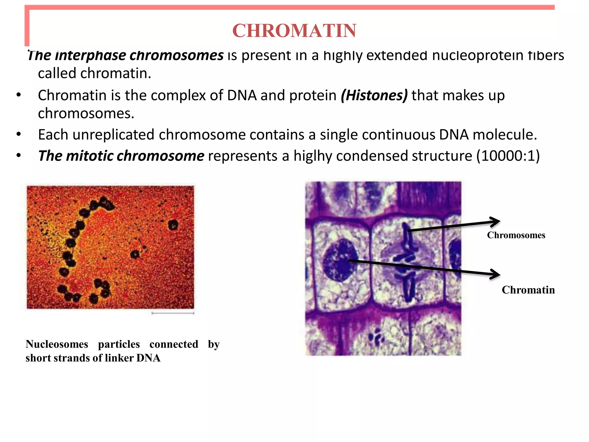 The interphase chromosomes is present in a highly extended nucleoprotein fibers
called chromatin.
• Chromatin is the complex of DNA and protein (Histones) that makes up
chromosomes.
• Each unreplicated chromosome contains a single continuous DNA molecule.
• The mitotic chromosome represents a higlhy condensed structure (10000:1)
CHROMATIN
Nucleosomes particles connected by
short strands of linker DNA
Chromosomes
Chromatin
 