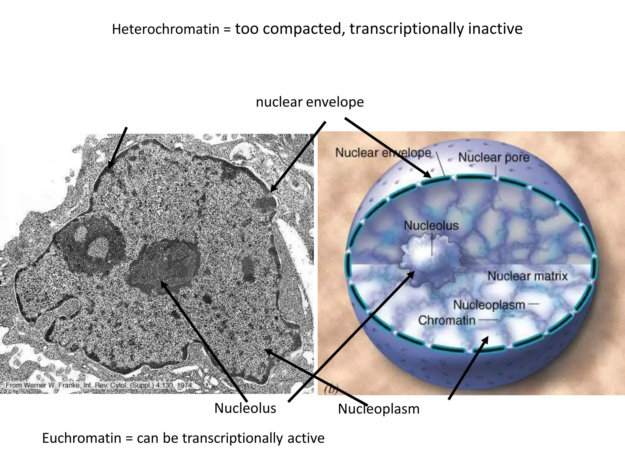 Nucleolus Nucleoplasm
nuclear envelope
Heterochromatin = too compacted, transcriptionally inactive
Euchromatin = can be transcriptionally active
 