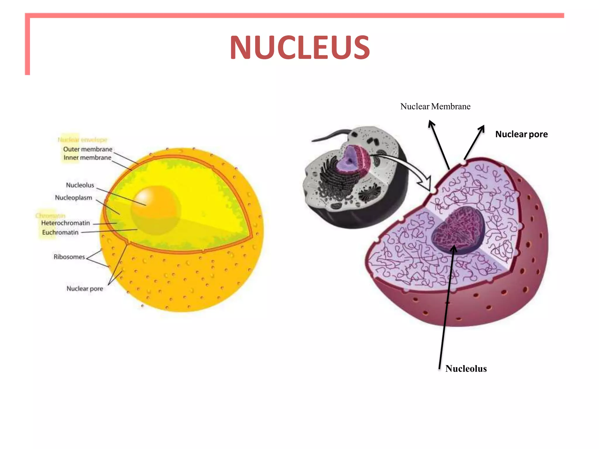 NUCLEUS
Nuclear Membrane
Nuclearpore
Nucleolus
 