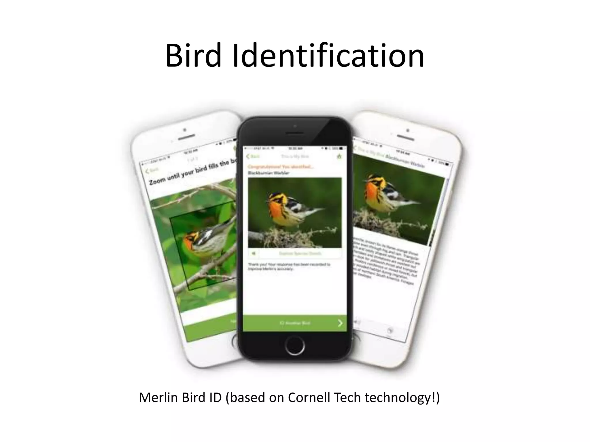 Bird Identification
Merlin Bird ID (based on Cornell Tech technology!)
 