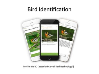 Bird Identification
Merlin Bird ID (based on Cornell Tech technology!)
 