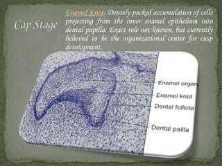Enamel Knot: Densely packed accumulation of cells
projecting from the inner enamel epithelium into
dental papilla. Exact role not known, but currently
believed to be the organizational center for cusp
development.

 