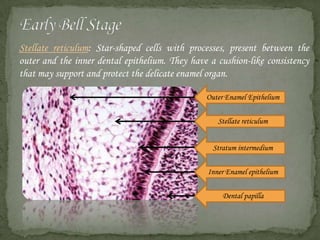 Stella Reticulum tooth development | PPTX