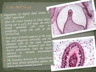 tooth development