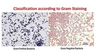 Classification according to Gram Staining
 